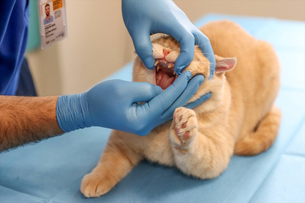 Konya'da balkondan düşen kediye insan tedavisi uygulandı 1